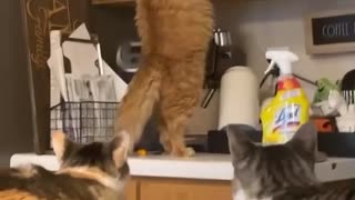 Cat That Wants More Treats Doesn't Let Cupboard Stop Him