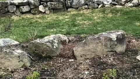 Mama Black Bear With Her Playful Cubs