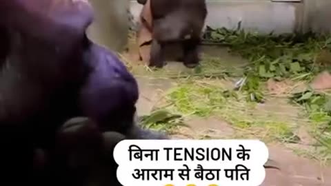 Husband wife fight🦍 - #funny #gorilla #realtypartners