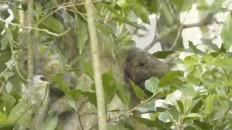 Majestic Sloth: Slow-Motion Wonders 🦥🦥🦥