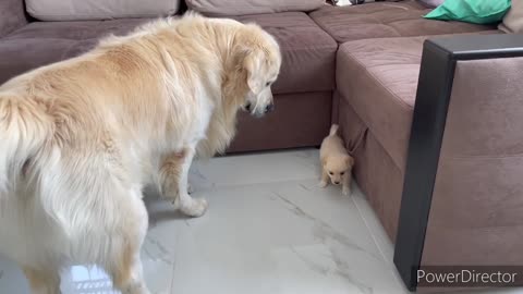 Meets a puppy like himself