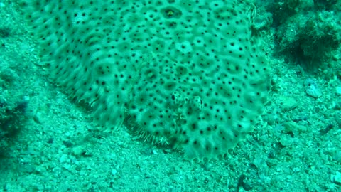 NO SOUND - Closeup of Flounder Fish