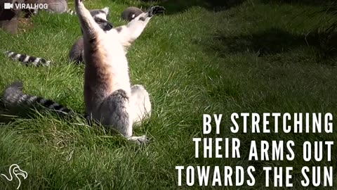 Lemurs Know Exactly How To Spend A Sunny Day