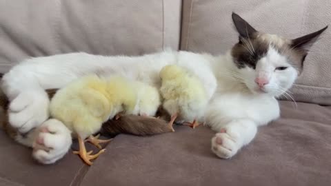 Chicks Sleep with a Cat like with mom