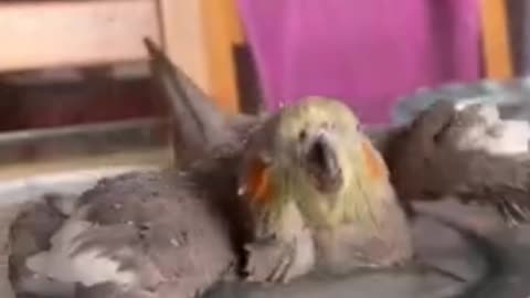 Cockatiel | Funny parrot | Funny birds | funny animals