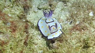 Underwater video of nudibranch