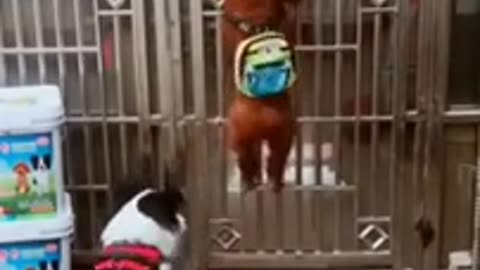 Funny dog video 2024