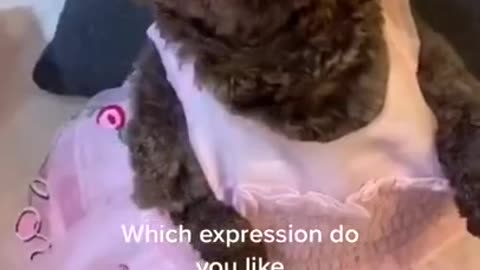 Funny video about dogs. Funny curly hair and emoticons