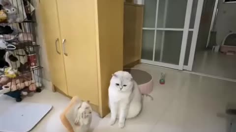 cute cats being weird and wacky