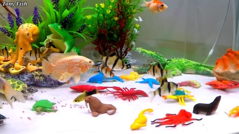 Multiple aquarium fish 🐟🐠🐠🐟🐟