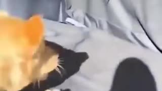 Funny animals videos