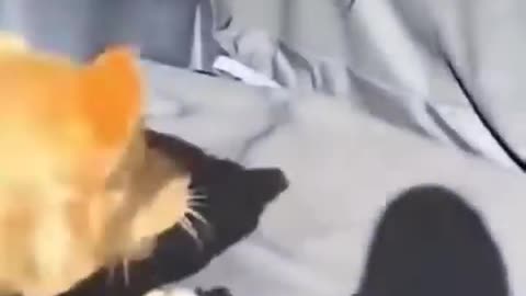 Funny animals videos