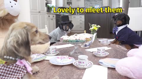 Daphne Hosts a (CRAZY) Tea Party - with Crusoe & Oakley!