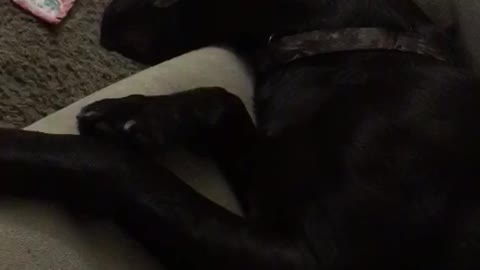 Passed out dog snores loudly while trying to fit on the couch