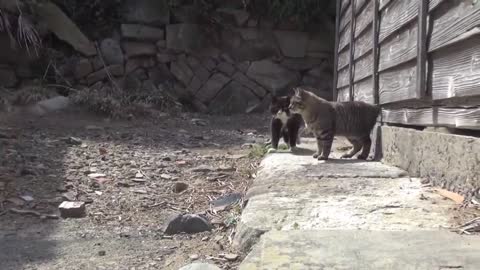 Japan's Cat Island - Incredible