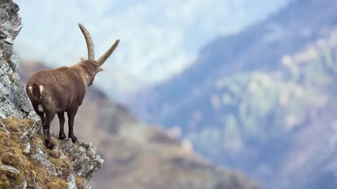 Beautiful Mountain Alps: Wild Goats Fighting (Alpine Ibex)