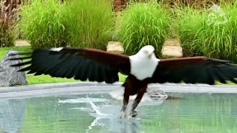 African Fishing Eagle Catching Fish