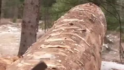 Time Lapse Building Log Cabin