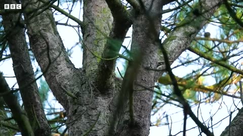 Endangered Red Squirrel Thriving in Small Town | Coexistence | BBC Earth