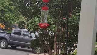 Hummingbirds playing/fighting 😁