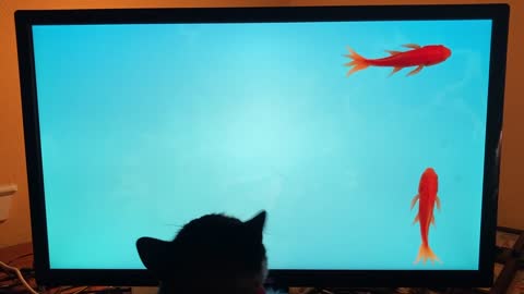 Funny cat plays with fish