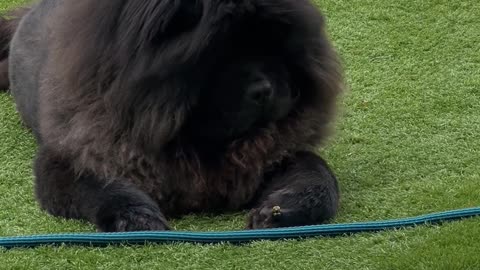 Dog Meets Bumblebee