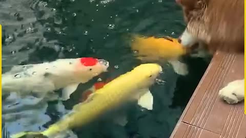 Unlikely_Friendship_Between_Dog_and_Koi!(720p)