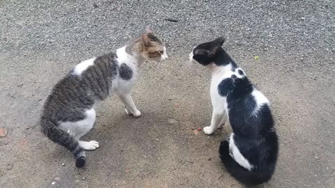 Cat and dog fight video