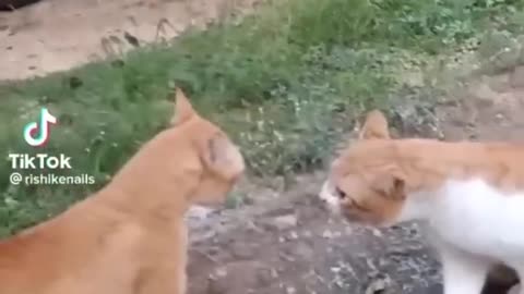 Heart Touching Funny Animals Video