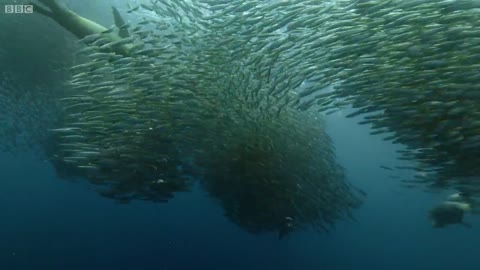 Sardine Feeding Frenzy with Sharks, Penguins and More _ The Hunt _ BBC Earth