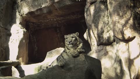 Snow Leopard Mammal Carnivorous Feline Footage