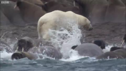 Polar bear vs walrus || planet earth 🌎🌎