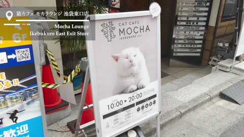 A Day at a Japanese Cat Cafe | Mocha Lounge Ikebukuro East Exit Store