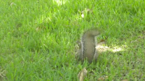 Squirrel on Crack