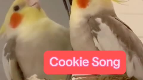 Cookie song by parrot give your rates to my parrot .Best funny viral video