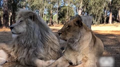 A feelings of lion when it mates his other parts