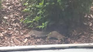 Squirrel Video
