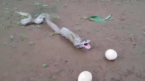 Snake Eating Egg and throwing out the them