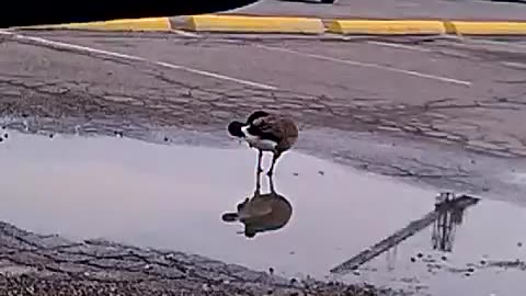 Wild Duck Taking a Bath in a Parking Lot Rain Puddle