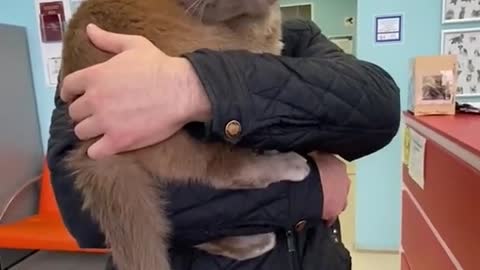 Ostrich the Cat Hides His Head at the Vet