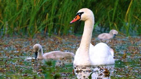 AMAZING BIRDS Beautiful birds inhabit all terrestrial on the planet earth.