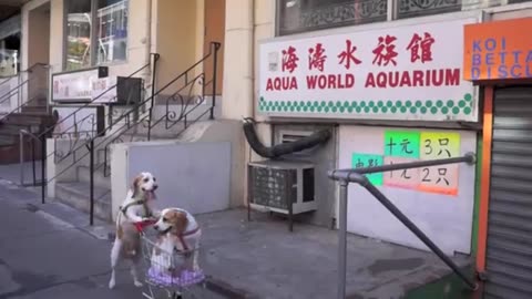 Dog Cart Shopping: Funny Dogs Oliver & Bella