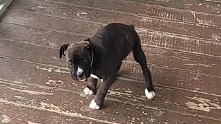 Boxer Puppy Spins