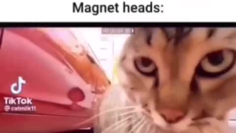 When Metal Heads Meet Magnet Heads