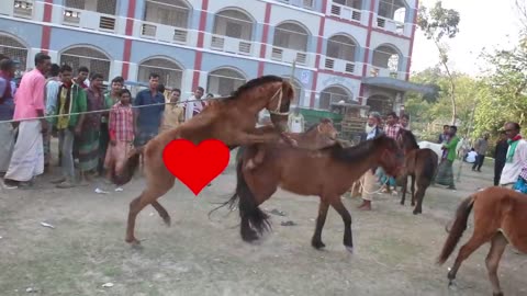 horse live meet