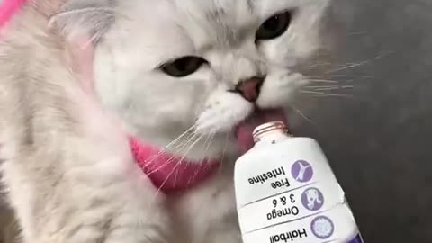 Cat cleaning her self video