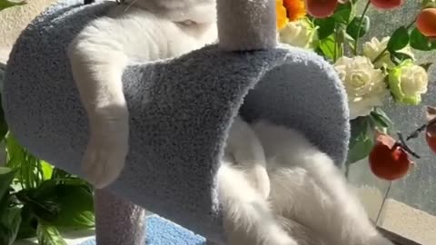 Funny cat video