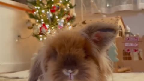 My 🐰Bunny 🦁Ollie twitches his nose to the beat! 🎶