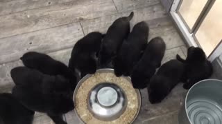 German Shepherd Pups feeding for the first time