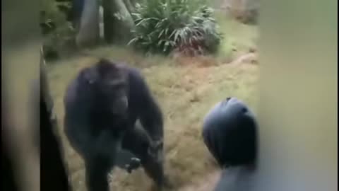 super funny animals video